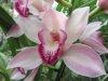 402_2011051504_Paradise_Orchids